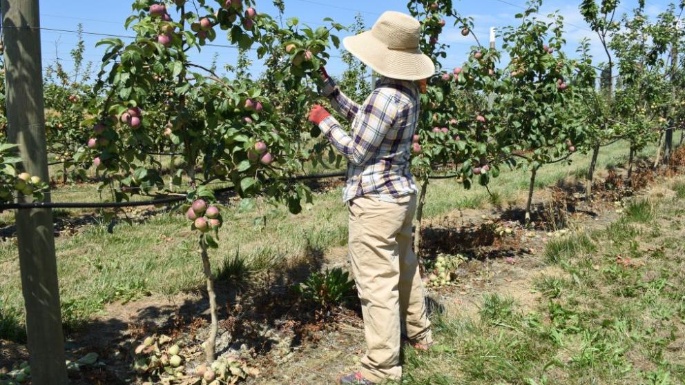 worker by orchard