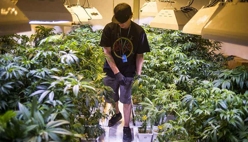 Cannabis worker