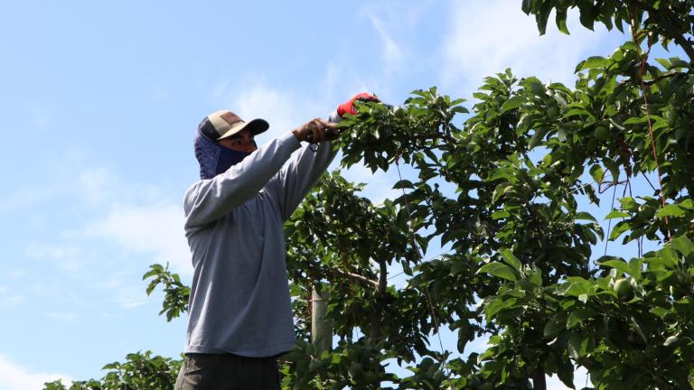 Worker on a ladder thinning apples.