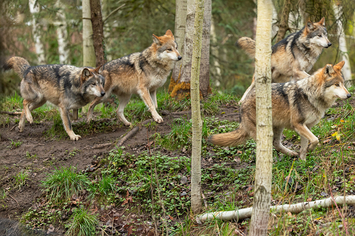 Four Mexican gray wolves walk among trees.