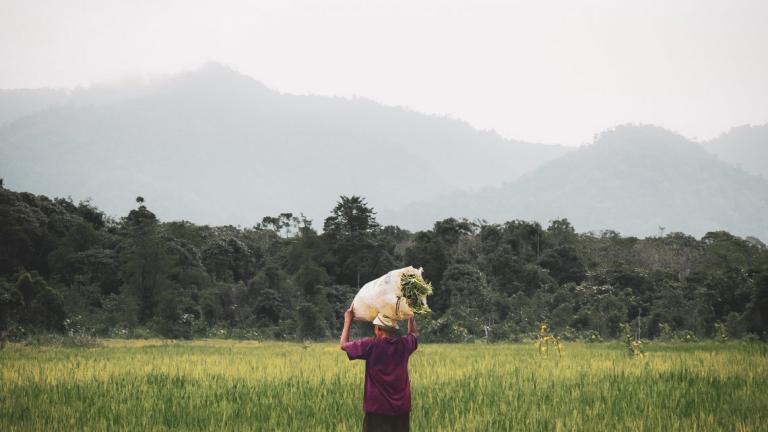 Woman in rice field