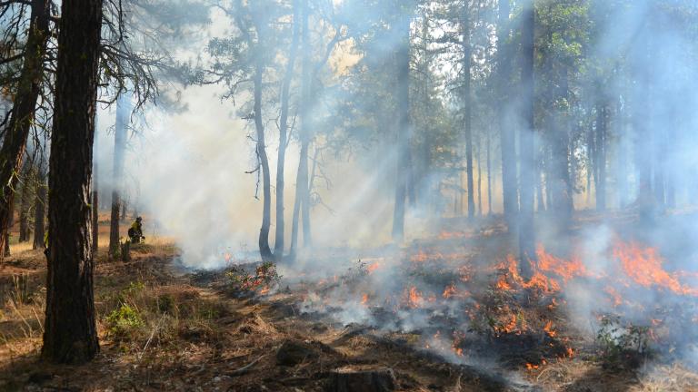 A fire in a forest with a firefighter nearby.