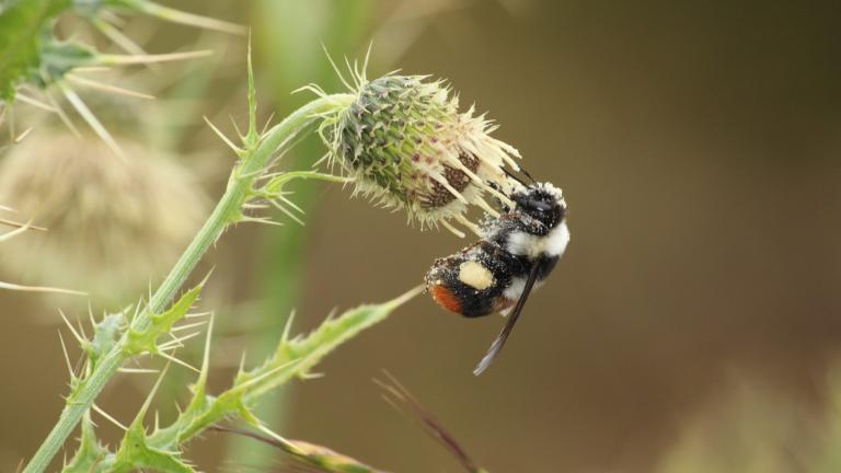 A bee pollinates a spiky flower.