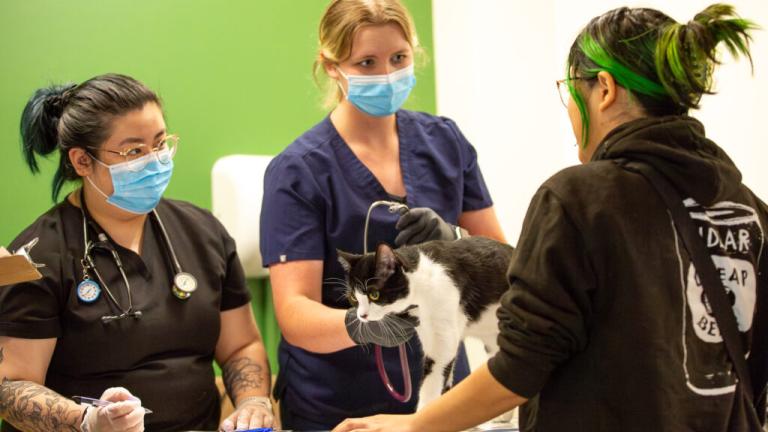 Two health care providers wearing scrubs, gloves and face masks stand behind a table. One is using a stethoscope to examine a cat on the table. A person on the other side of the table, the cat's owner, looks on while facing them.