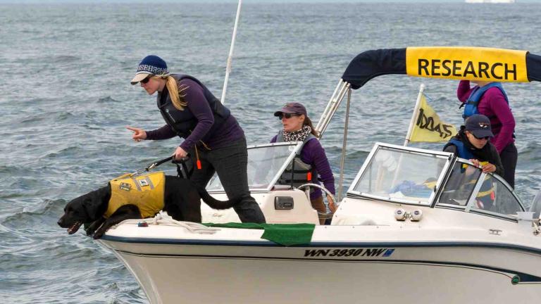 A dog and his trainer stand at the front of a research vessel looking into the water.