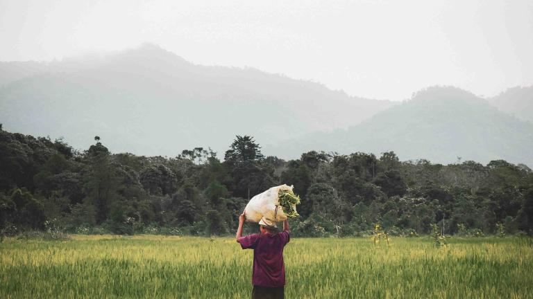 lady working in the tropics