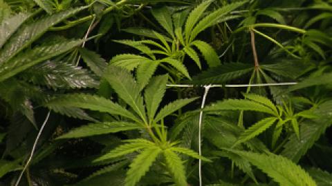 Plants in grow area