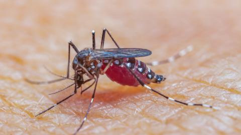 mosquito