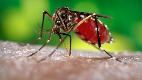 Close-up photo of a mosquito sitting on a person's arm against a bright green background.