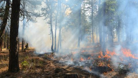 A fire in a forest with a firefighter nearby.
