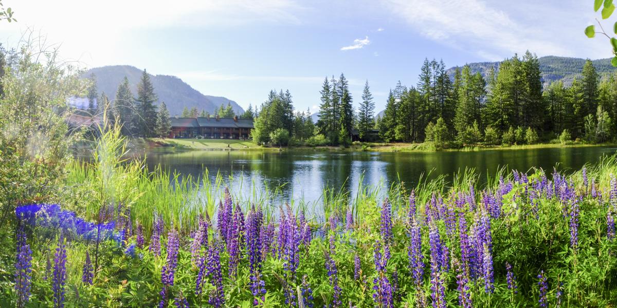 Lake and flowers