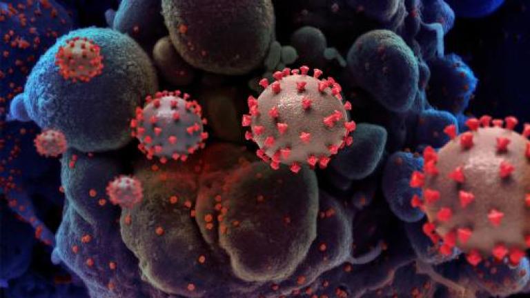 COVID virus